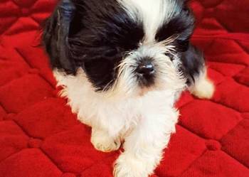 Szczeniaczki Shih tzu