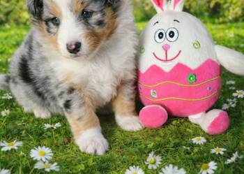 Owczarek szetlandzki szczenię na sprzedaż