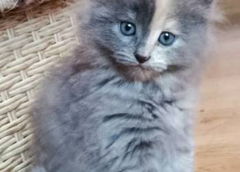 Śliczne kociaki Syberyjskie