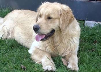 Golden retriever 12 miesięczny
