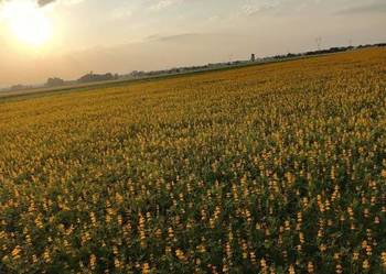 Łubin żółty mister