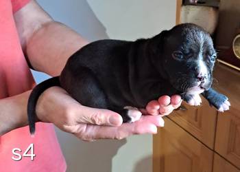 Amstaff zkwp FCI przepiękna suczka
