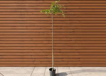 Grab pospolity 'Pendula', szczep. 180-200 cm