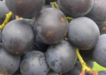 Winogrono deserowe Muscat Bleu. Sadzonki winorośli. Winogrono deserowe Muscat Bleu. Sadzonki winorośli.