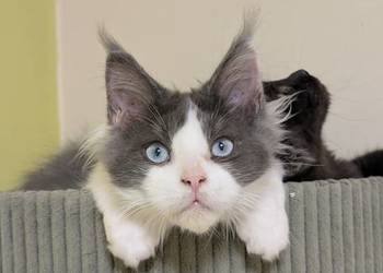 Da Vinci kocurek Maine Coon Tica Zapraszamy