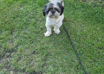 Shih tzu reproduktor