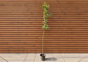 Klon czerwony 'Red Sunset', wys. 230 cm