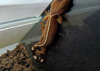 Gekon paskowany (Gekko vittatus)