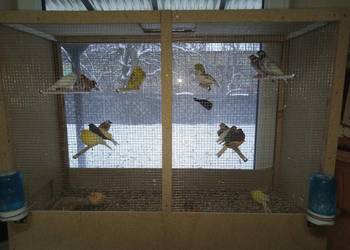 Ptaki Drobna Egzotyka