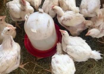Kury Brojlery mięsne