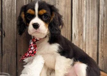 "BENJI" Piesek Cavalier King Charles Spaniel TRICOLOR