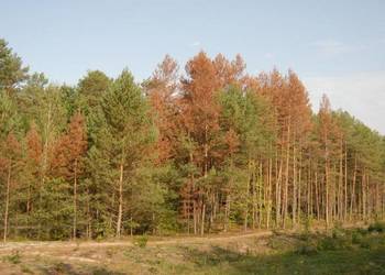 Wycinka drzew i krzewów, wyrywanie i utylizacja korzeni rekultywacja pola