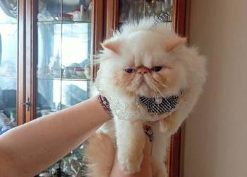 Kocurek himalajski, niebieskie oczka,, rodowód fpl FIFe