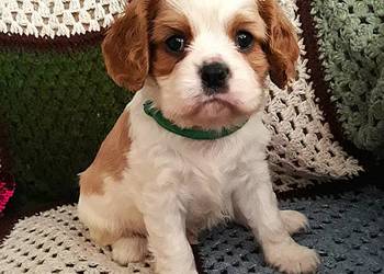 Chłopczyk Cavalier king charles spaniel