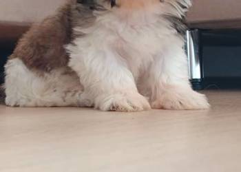 Szczeniaki shih tzu