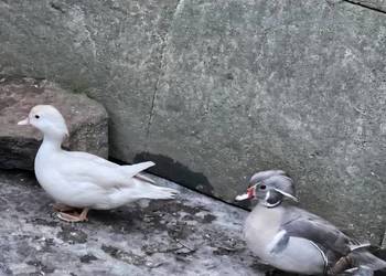 Kaczki karolinki.para aleksandreta samica paw kogut