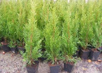 tuja thuja szmaragd  do 50cm  hurt detal