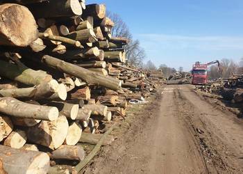 drewno kłody buk dąb jesion