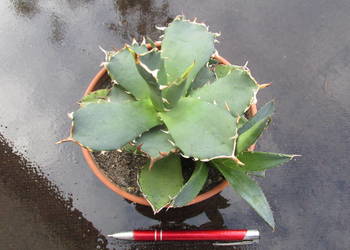 Agawa kolekcjonerska - agave titanota klon 1 - sadzonka