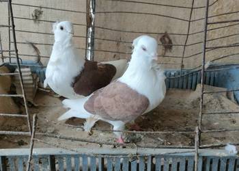 Sprzedam gołębie ozdobne