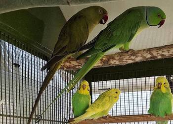 Aleksandretty obrożne para lęgowa