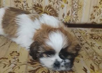 Shih tzu gotowe na nowy dom