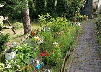 Odstąpię ogródek Katowice