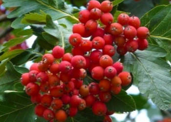 JARZĄB SZWEDZKI Sorbus intermedia NASIONA 500 sztuk - 10g.