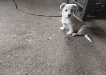 piesek --- oddam przytulnego miłego pieska w dobre ręce