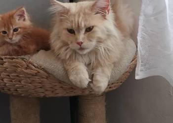 Maine Coon