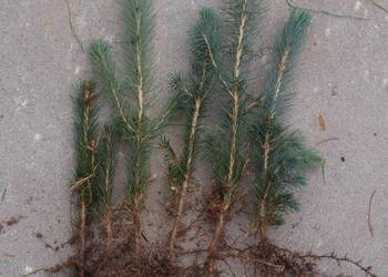 Sosna Aristata oścista siewki sadzonki kopane z gruntu