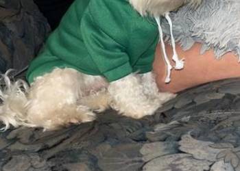 Sprzedam Maltańczyka pies