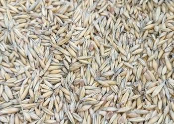 Sprzedam mieszankę zbożową