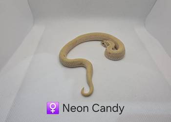 Heterodon samica odmiana neon candy