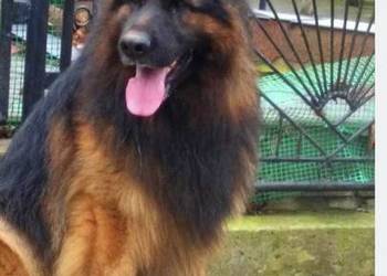 Owczarek niemiecki długowłosy pies 3.5 roku potężny mocna budowa