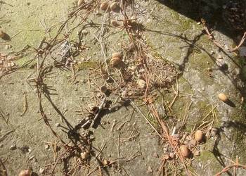 Drut kolczasty na stare ogrodzenie