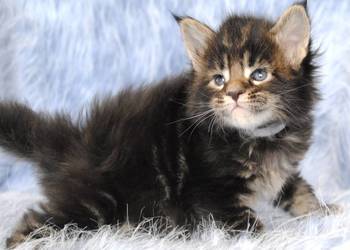 Kociaczki  maine coon z prawdziwym rodowodem.