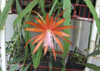 Epiphyllum Fluid Orange --- Nowość, pomarańczowe