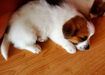 Jack russell terier