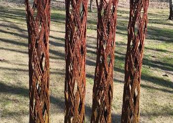 Wierzba pleciona, drzewko wiklinowe