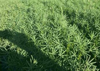 Łubin Karo Wąskolistny gorzki