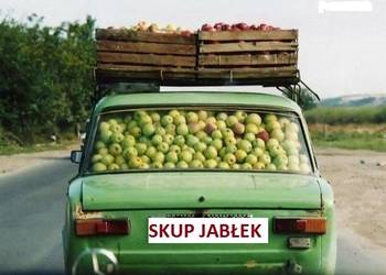 Świeże Jabłka Przemysłowe Spady Skup Jabłek