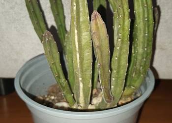 Stapelia nr 1, sukulent