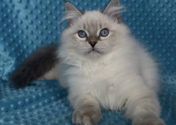 Kociak syberyjski Neva Masquerade