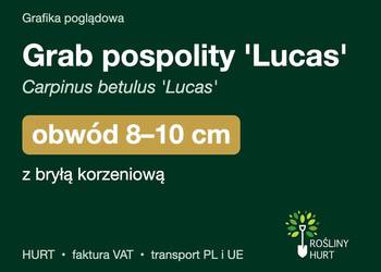 Grab pospolity 'Lucas' obwód 8-10 cm, z bryłą – HURT