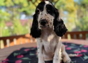 Cocker spaniel angielski Piesek Rodowód