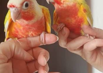 Rudosterki ręcznie karmione sanczeki