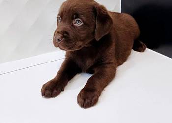 Labrador Retriever Labrador Retriever