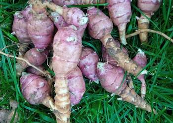 Topinambur ,słonecznik bulwiasty