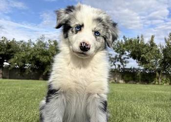 SZCZENIAK BORDER COLLIE